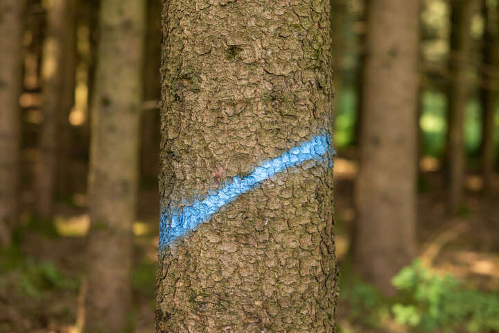 KERBL Markierungsspray Forst Neon